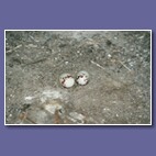 eggs.jpg