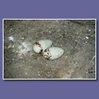 eggs2.jpg