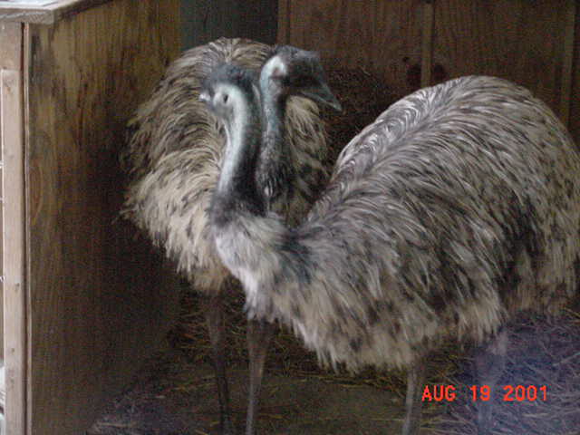 The Emu's