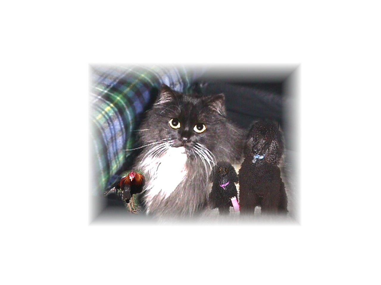 My kitty